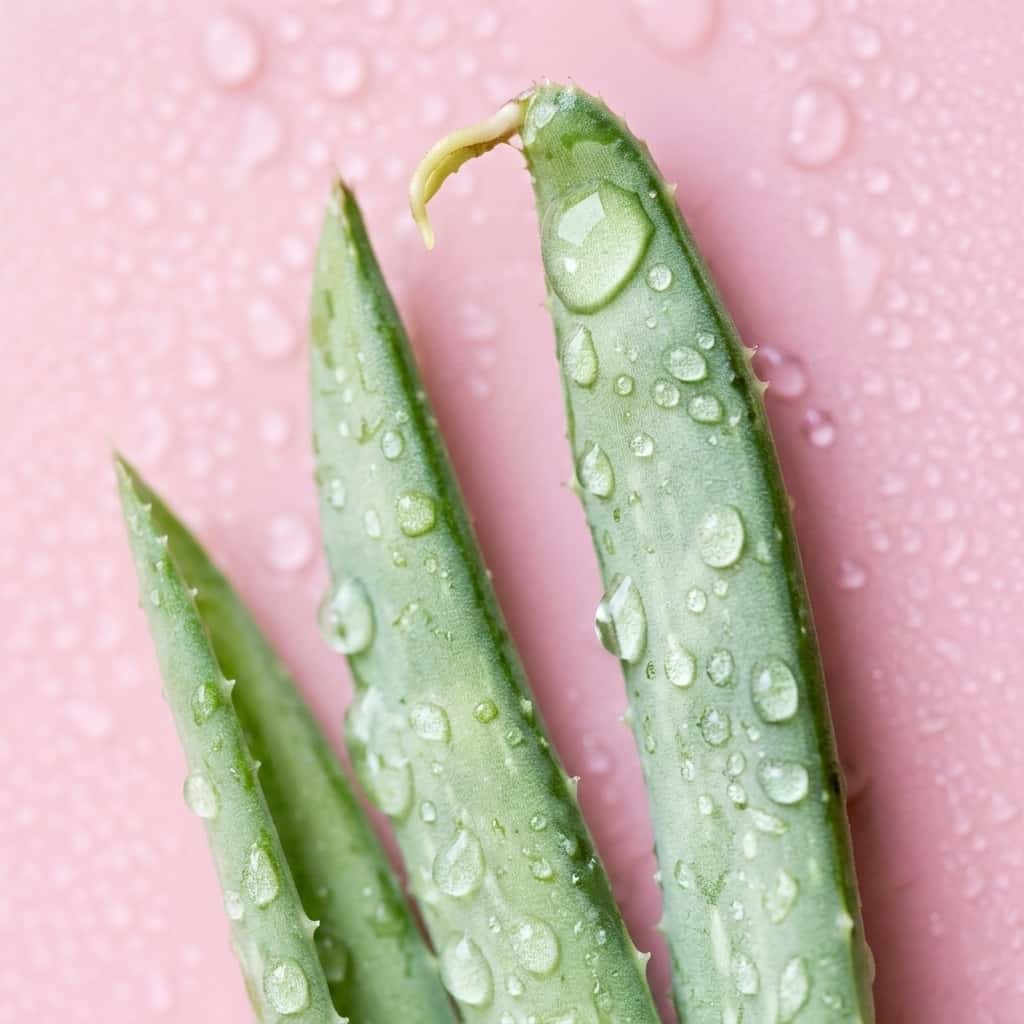 Aloe Vera